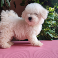 Cuccioli piccola taglia Bichon Frisé con Pedigree