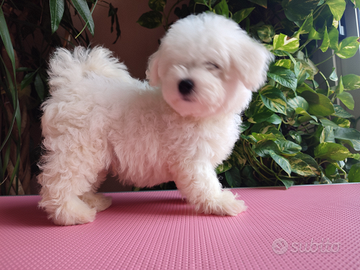 Cuccioli piccola taglia Bichon Frisé con Pedigree