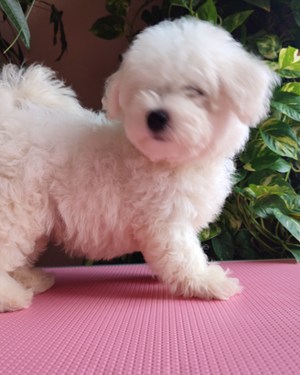 Cuccioli piccola taglia Bichon Frisé con Pedigree