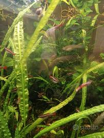 Pesci tanicthys