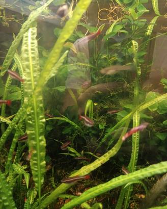 Pesci tanicthys