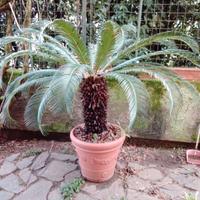 Pianta cicas con vaso