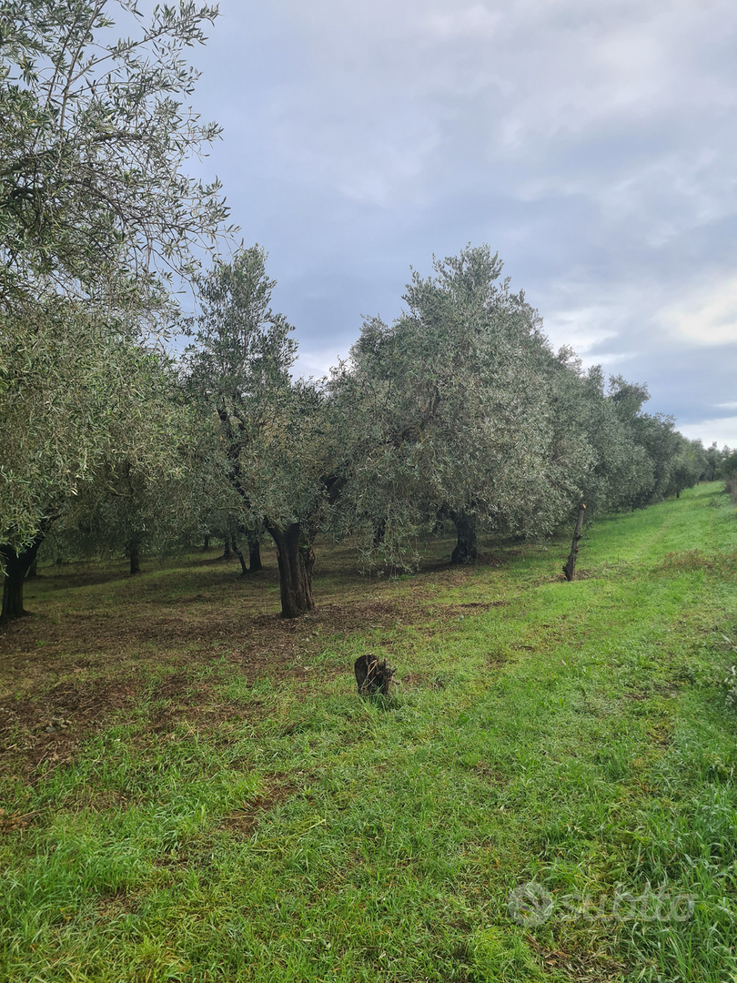 Terreno e rustico - Vista 4