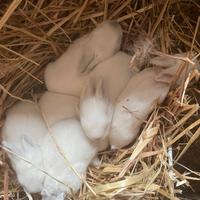 Coniglietti Californiani