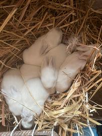 Coniglietti Californiani