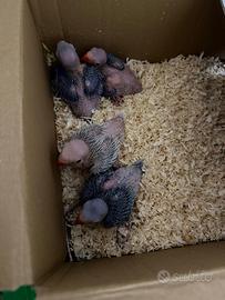 Pappagalli parrocchetti dal collare