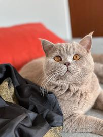 Gatto british per accoppiamento