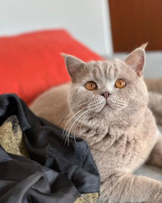 Gatto british per accoppiamento