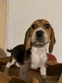 Beagle maschio 4 mesi