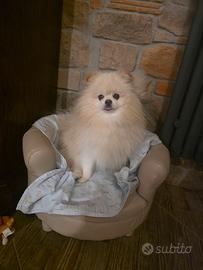 cane per accoppiamento 