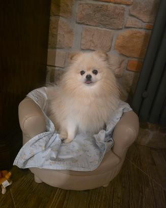 cane per accoppiamento 