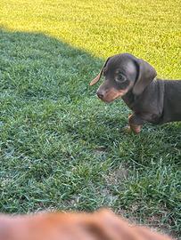 Bassotto tedesco kaninchen