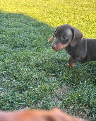 Bassotto tedesco kaninchen