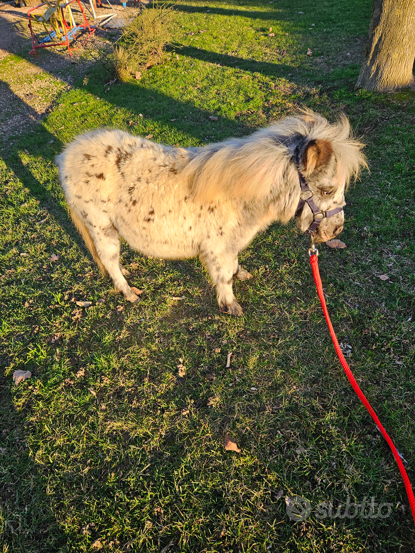 Mini pony.miniature horses - Animali In vendita a Verona