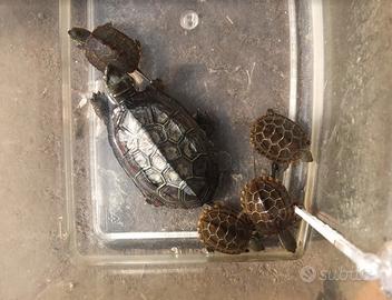 Tartarughe acquatiche vari tipi