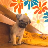 Carlino - cucciolo Allevamento ENCI-FCI