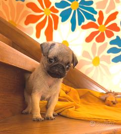 Carlino - cucciolo Allevamento ENCI-FCI