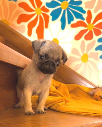 Carlino - cucciolo Allevamento ENCI-FCI