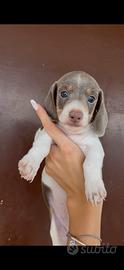 Cuccioli di bassotto