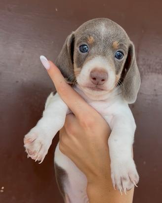 Cuccioli di bassotto