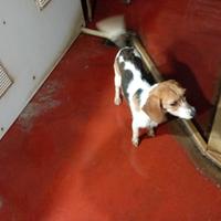 Cucciolona avviata
