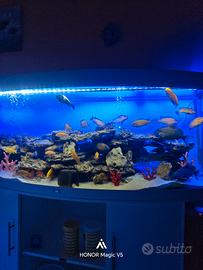 acquario juwel vision 450