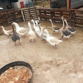 Oche maschi e femmine