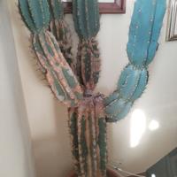 Cactus gigante