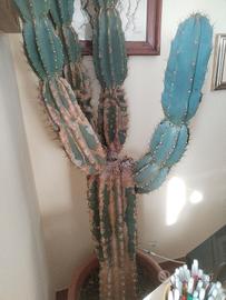 Cactus gigante