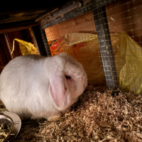 Coniglio ariete nano + gabbia