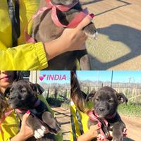 Cane cucciolo con vaccini adotta 3 mesi