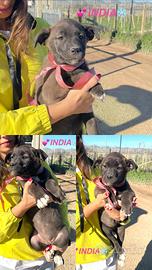 Cane cucciolo con vaccini adotta 3 mesi