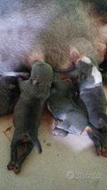 American bully