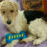 Esemplare Fox terrier per monta