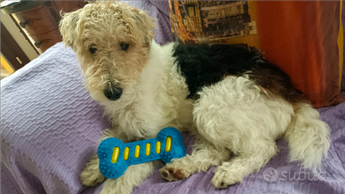 Esemplare Fox terrier per monta