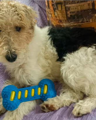 Esemplare Fox terrier per monta