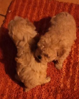 Maltipoo cuccioli taglia mini Toy