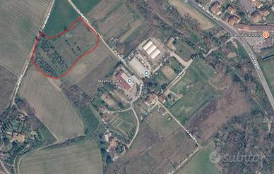 Terreno agricolo con oliivi