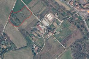 Terreno agricolo con oliivi