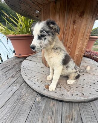 Cuccioli di Border collie