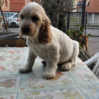 Cocker spaniel inglese