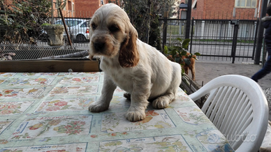 Cocker spaniel inglese