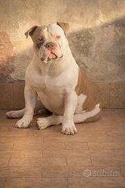 American bully pocket