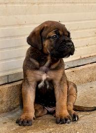 Cuccioli cane corso