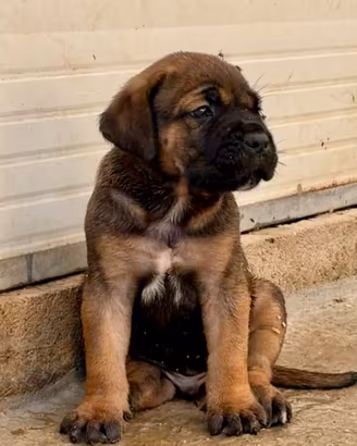 Cuccioli cane corso