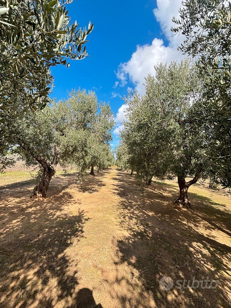 Terreno agricolo con ulivi - Vista 4