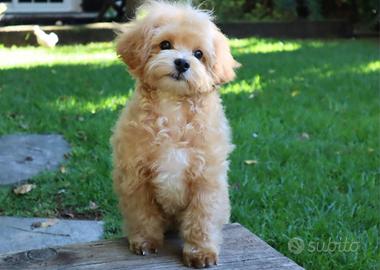 maltipoo toy