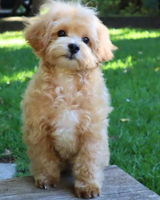 maltipoo toy