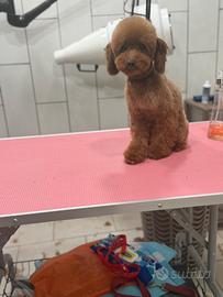 Barboncino mini toy red con pedigree monta