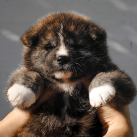 Akita